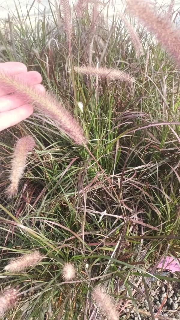Producto - Pennisetum - 6