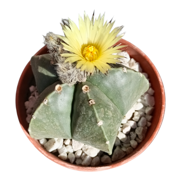 Producto - Astrophytum nudum