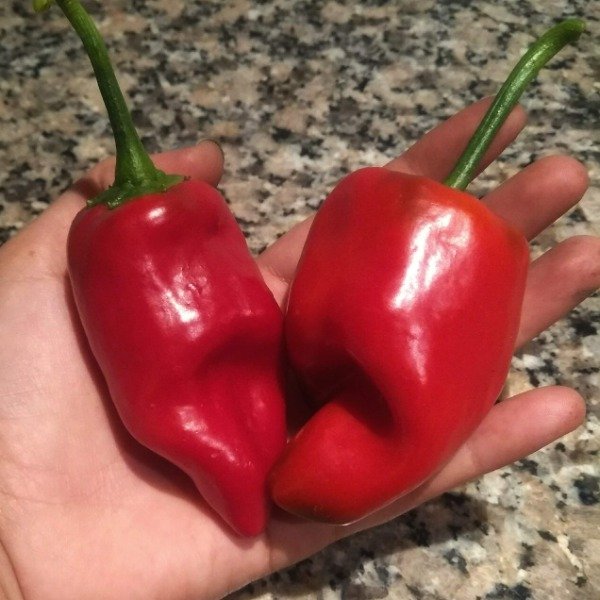 Producto - Ají punta doblada