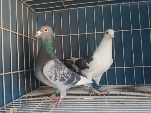 Producto - PALOMAR EL GUARNA CASAL 6