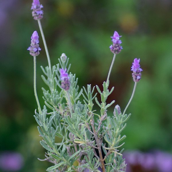 Producto - Lavanda