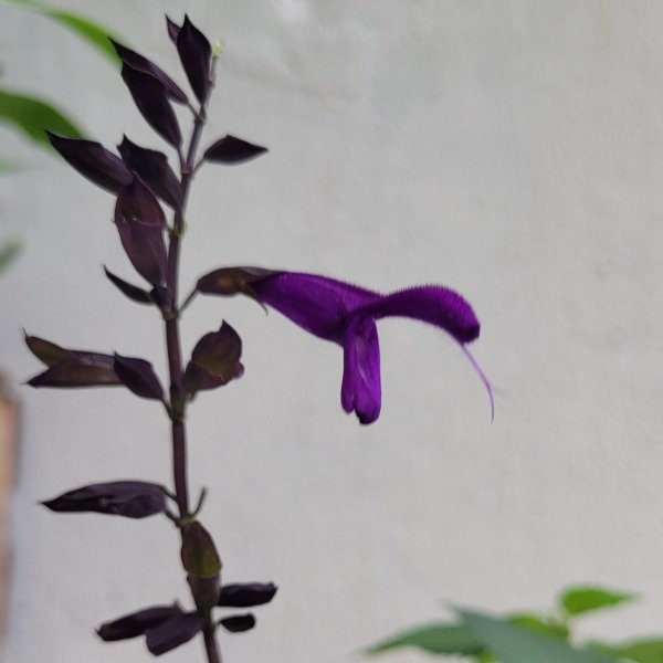 Producto - Salvia guaranítica