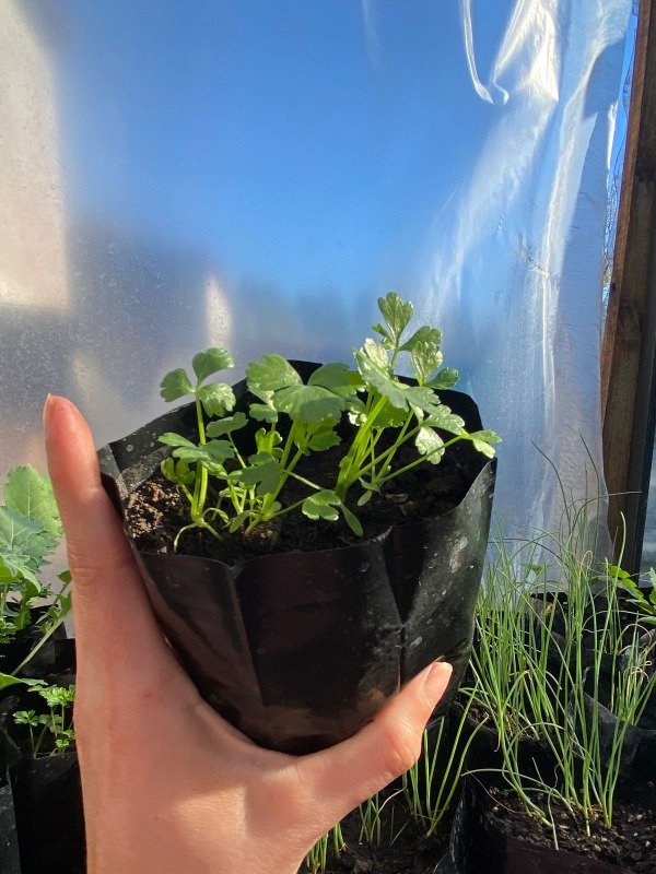 Producto - Plantines agroecologicos de apio