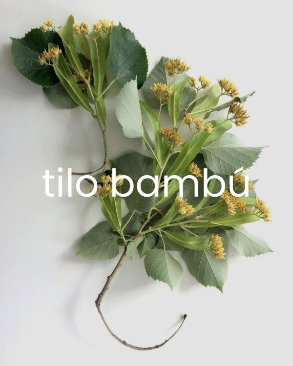 Producto - Esencia Tilo Bambu