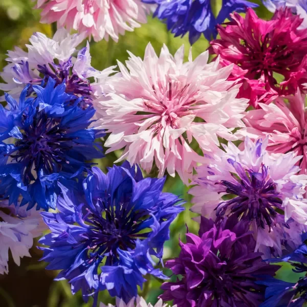 Producto - Semillas de Centaurea mix