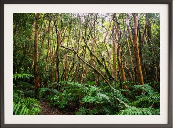 Producto - Bosque Arrayanes