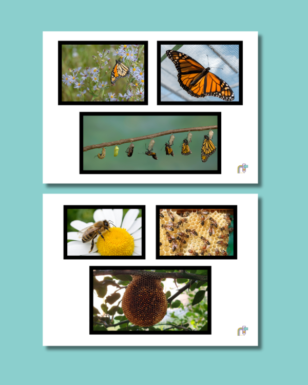 Producto - Galería de Imágenes Insectos IMPRIMIBLE