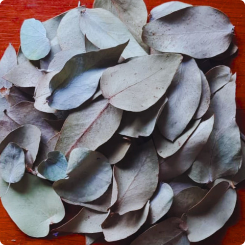 Producto - Hojas de eucalipto naturales secas
