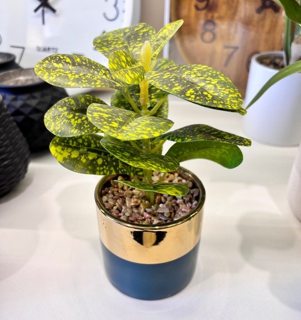 Producto - Planta Peperomia salpicada