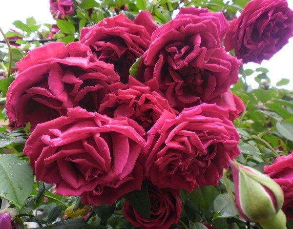 Producto - Crimson Glory Trepador