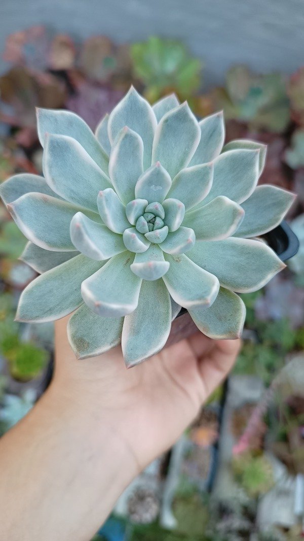 Producto - Echeveria Subsesilis variegada