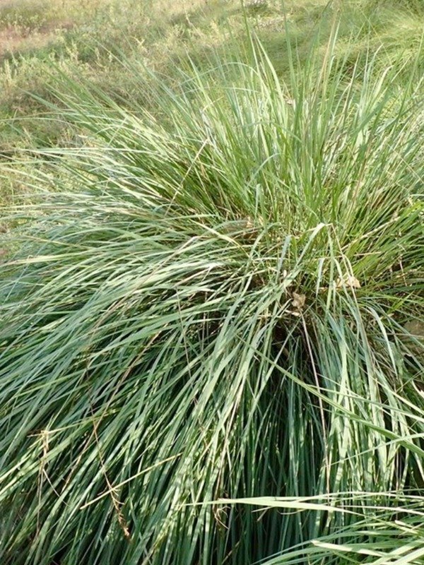Producto - PAJA COLORADA (Paspalum quadrifarium)