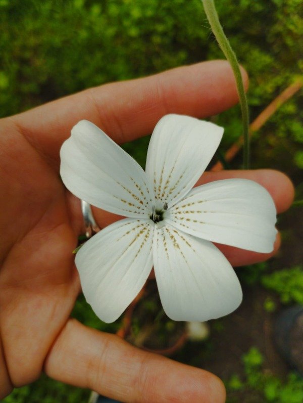 Producto - Agrostemma githago blanca - 1