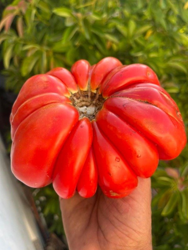 Producto - SEMILLAS DE TOMATE BEAUTY LOTTRINGA