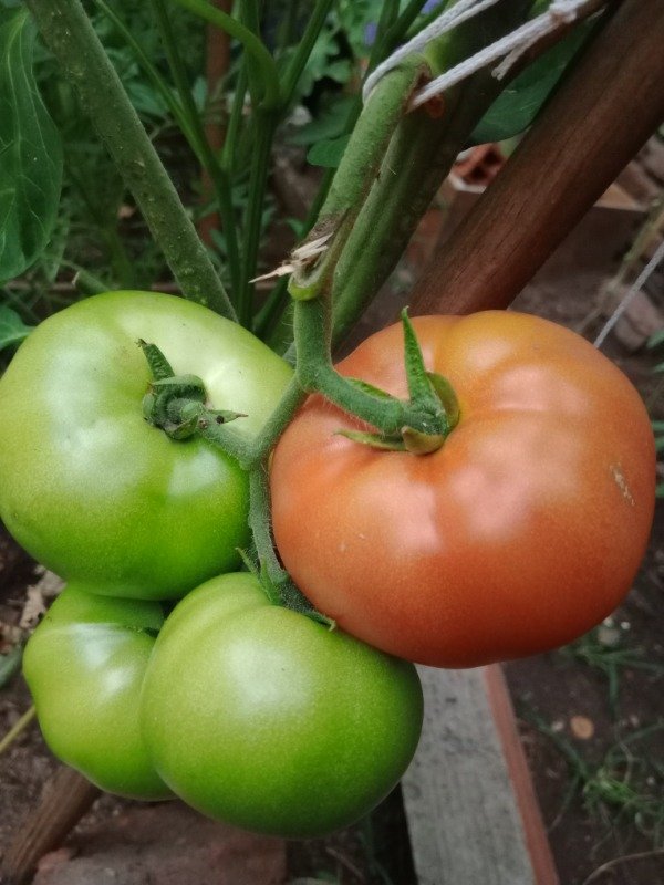 Producto - Semillas de Tomate Redondo - 1