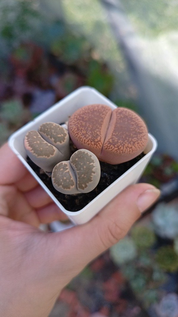 Producto - Lithops x3