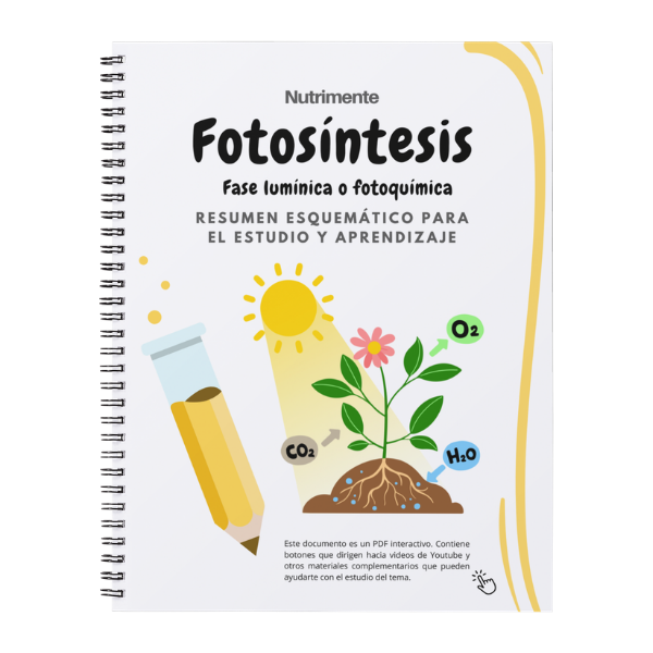 Producto - Guía Fotosíntesis