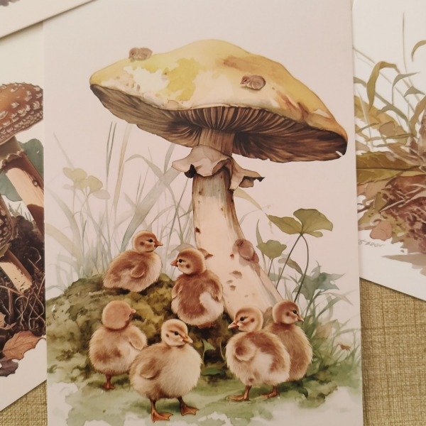 Producto - Tarjetas postales fungi