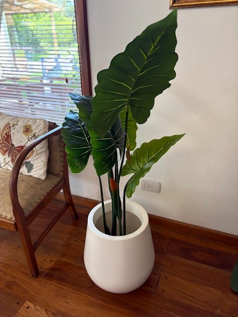 Producto - Planta Oreja de Elefante