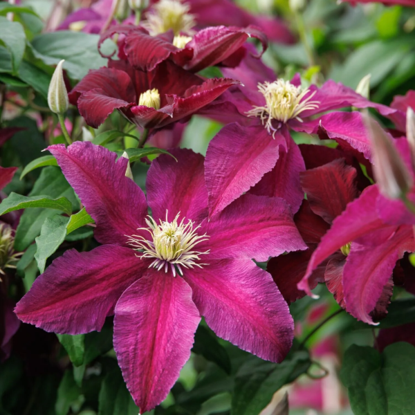 Producto - Clematis Niobe