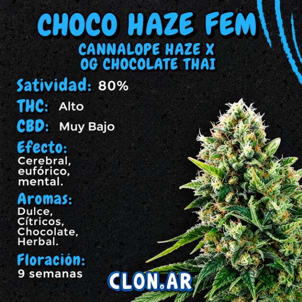 Producto - SEMILLA CLONAR CHOCO HAZE