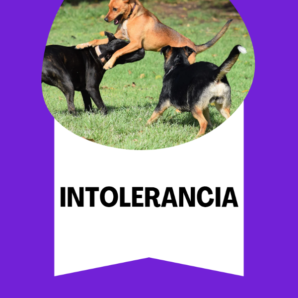 Producto - Intolerancia