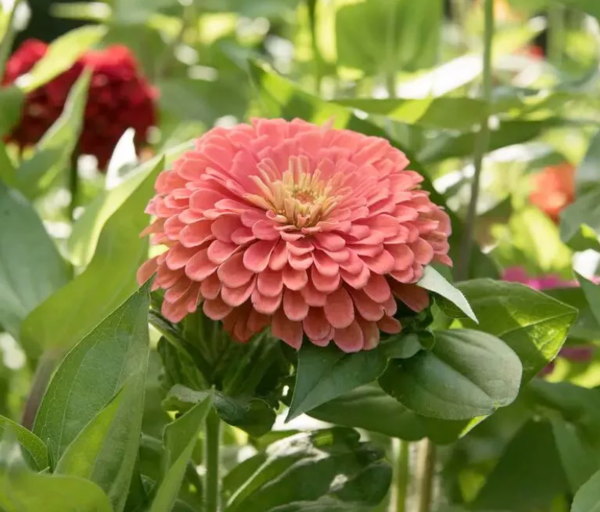 Producto - Zinnia Elegans Salmon Queen - 2