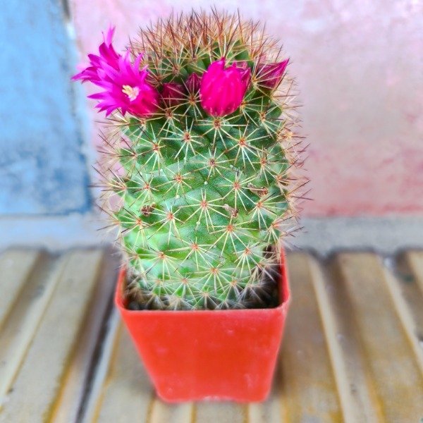 Producto - Mammillaria zeilmannia