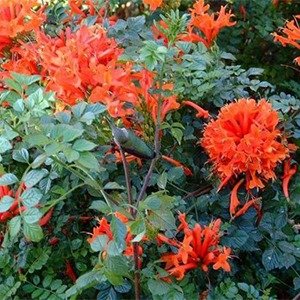 Producto - Tecoma capensis (Bignonia capensis)