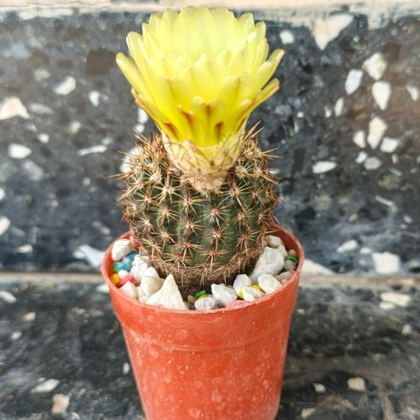 Producto - Parodia mammulosa