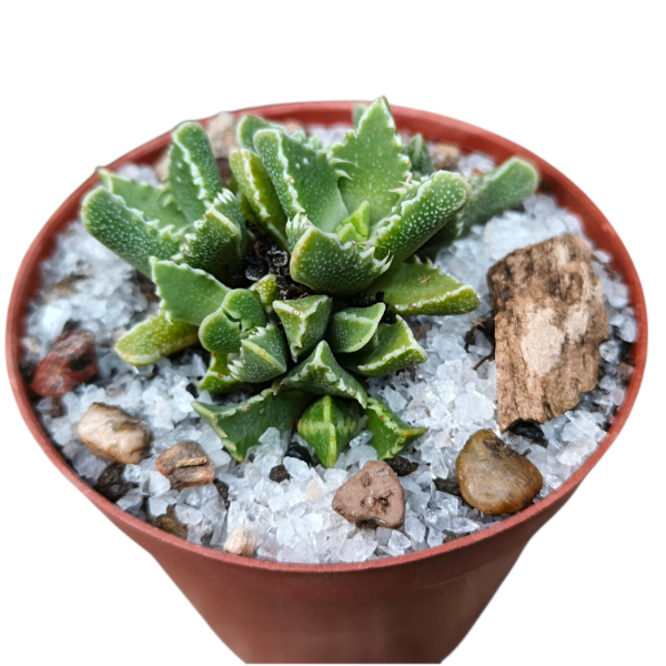 Producto - Faucaria tigrina premium