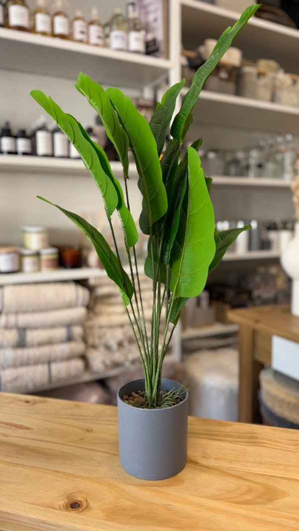 Producto - Banano Mini