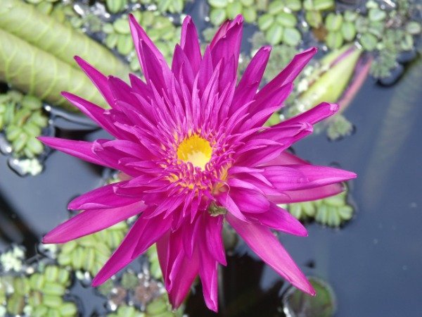 Producto - Nymphaea SUP SOMBOON (mediana)