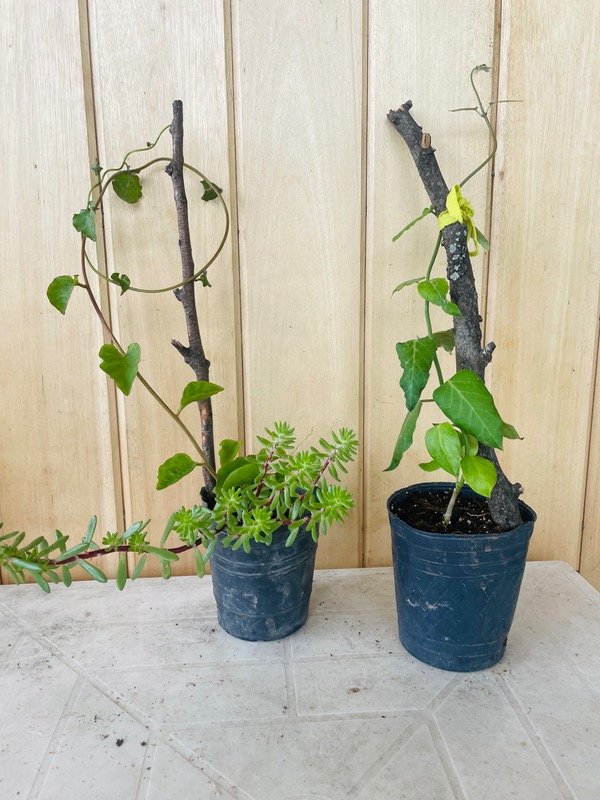 Producto - Tasi enredadera