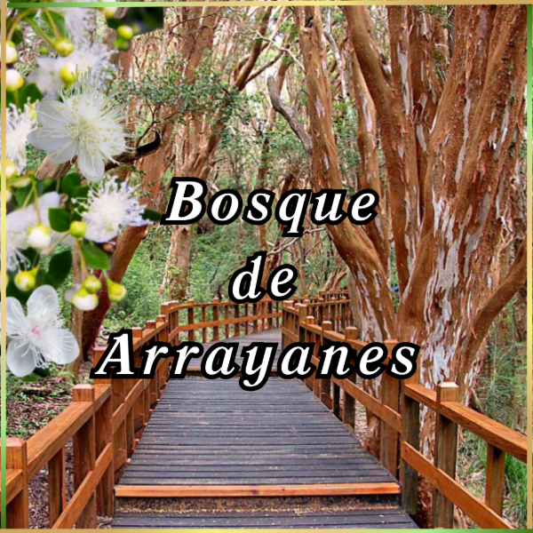 Producto - esencia fragancia Bosque de Arrayanes