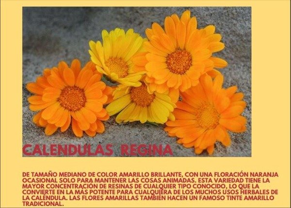 Producto - CALENDULAS REGINA