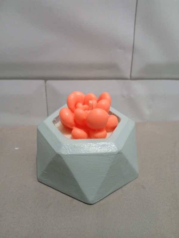 Producto - Suculentas