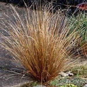 Producto - Carex buchananii
