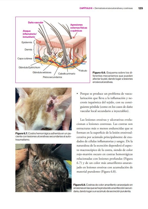 Producto - Carrasco: Dermatología Felina Basada en Patrones Dermatológicos - 6