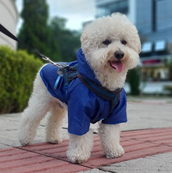 Producto - Capa de Lluvia Luxemburgo