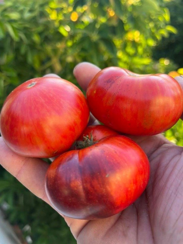 Producto - SEMILLAS DE TOMATE ANTHO STRIPED DWARF