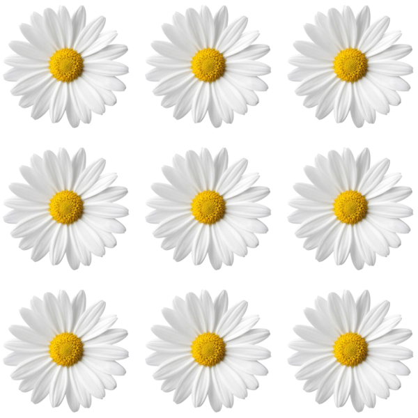 Producto - Flores comestibles margaritas blancas pack x12un