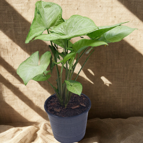 Producto - Syngonium