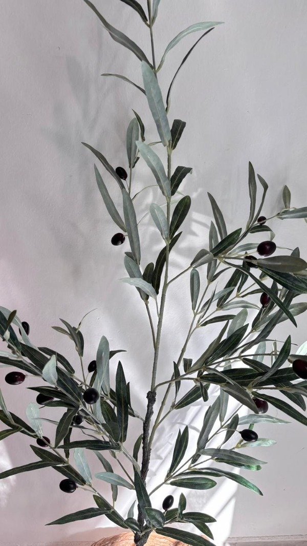 Producto - Planta Olivo