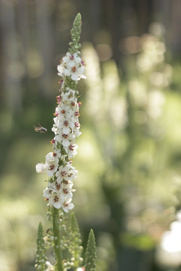 Producto - Verbascum chaixii  "Wedding Candles"