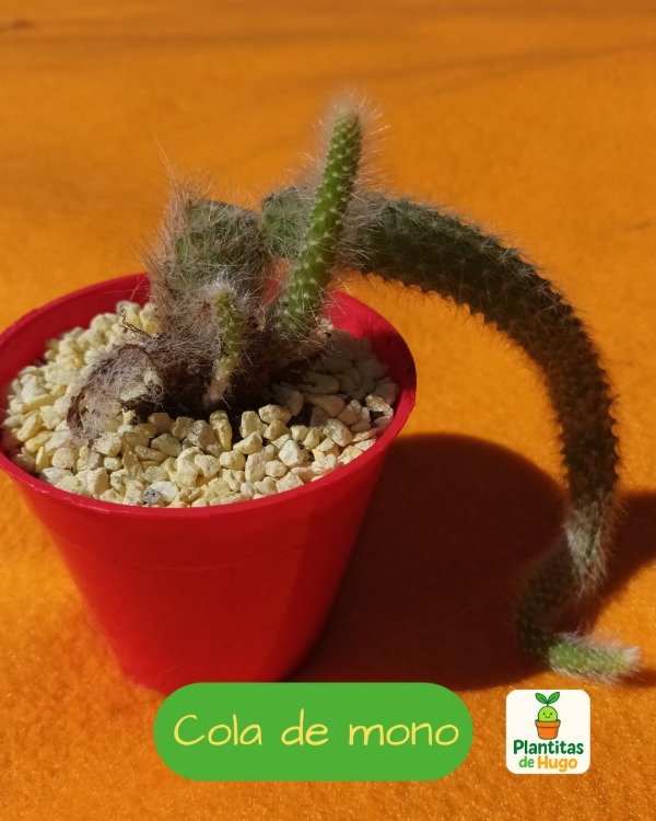 Producto - Cola de mono