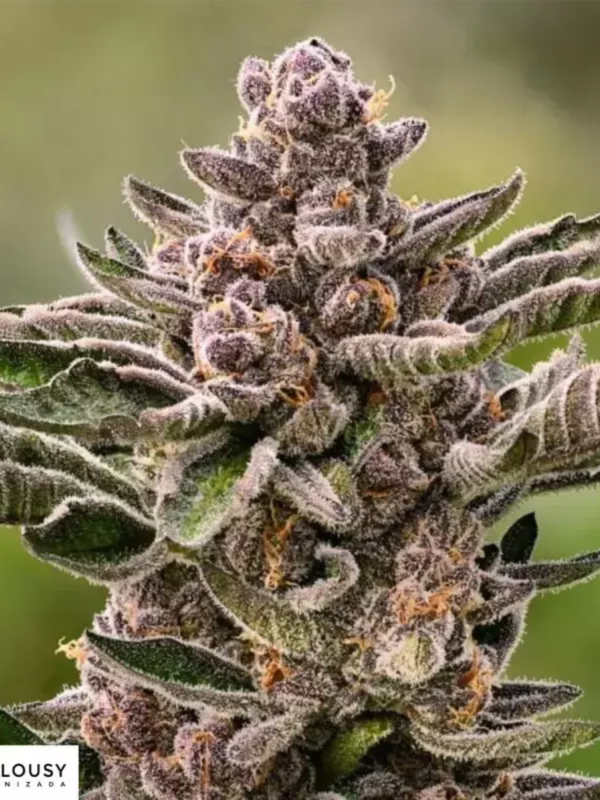 Producto - Jealousy x3 - ADN Seeds