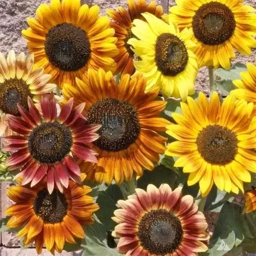 Producto - Semillas De Girasol Ornamental Belleza Otoñal Mix
