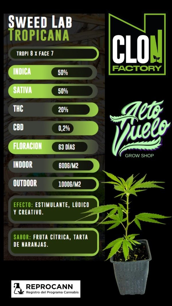 Producto - Esqueje Sweet Lab Tropicanna