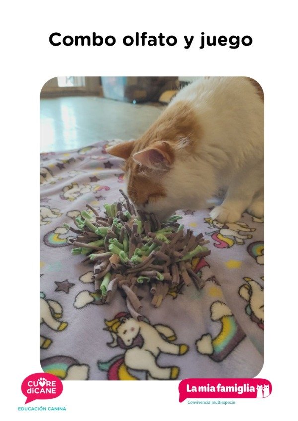Producto - Combo gatos - olfato y juego - 4